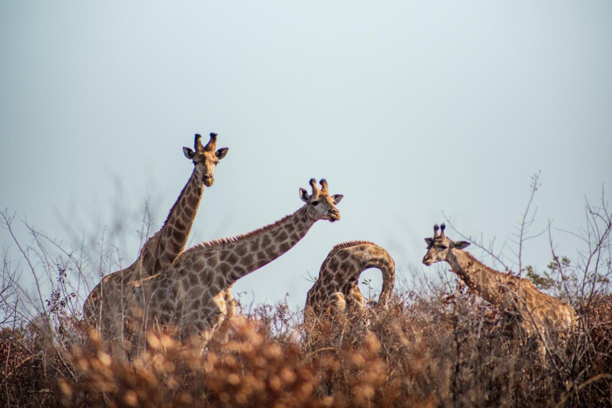 Ndhula Luxury Tented Lodge White River Bagian luar foto