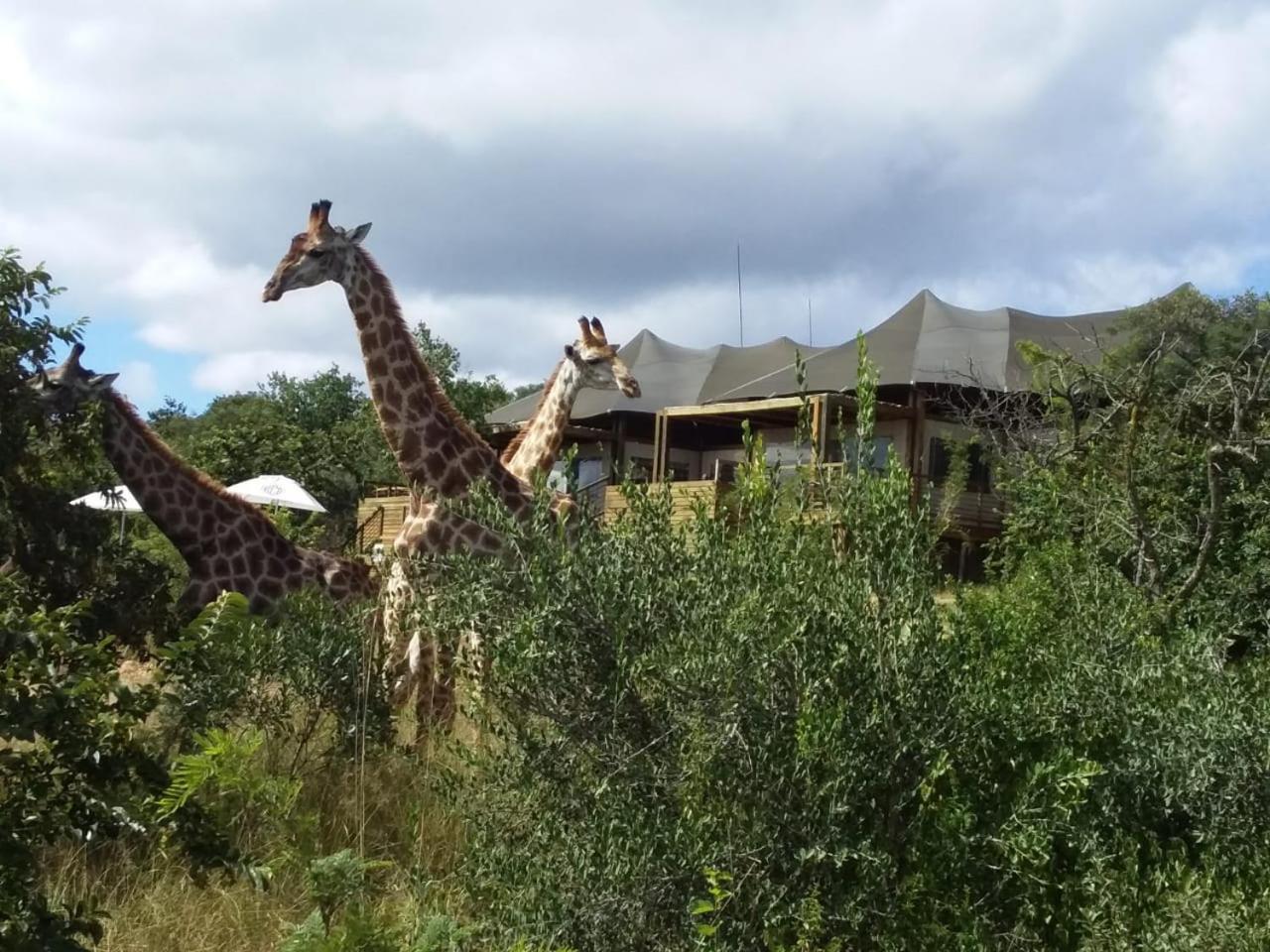 Ndhula Luxury Tented Lodge White River Bagian luar foto